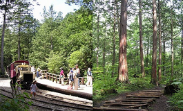 檜の原点を探る旅