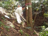 miyajimadaikoku.jpg