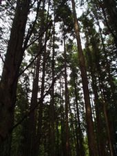 東濃檜の林
