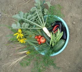野菜